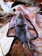 Blarina carolinensis