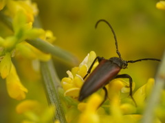 Stenurella approximans