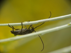 Stenurella approximans