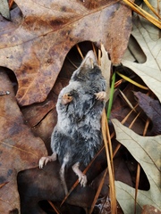 Blarina carolinensis