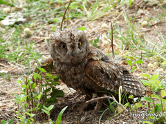 Otus scops