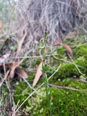 Pterostylis clivosa