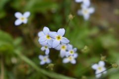 Houstonia caerulea