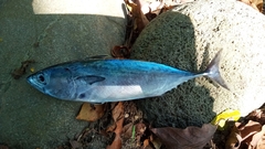 Sarda orientalis