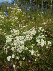 Galium glaucum