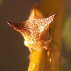 Ceresa ustulata