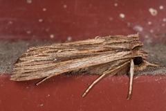 Ichneutica steropastis