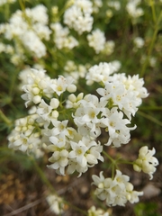Galium glaucum