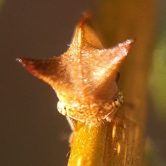 Ceresa ustulata