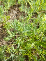 Galium glaucum