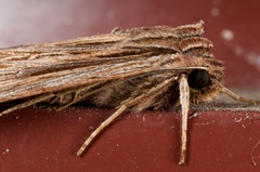 Ichneutica steropastis
