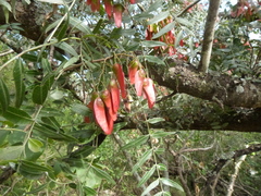 Schinopsis lorentzii