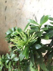 Ixora coccinea lutea