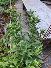 Erigeron annuus