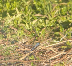 Erythemis simplicicollis