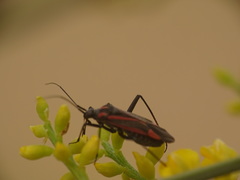 Hadrodemus noualhieri