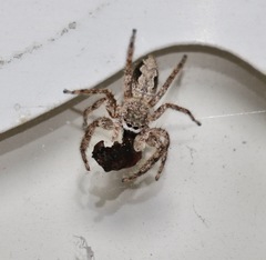 Platycryptus undatus