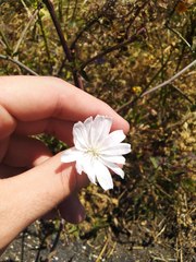 Cichorium intybus