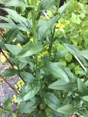 Erigeron annuus