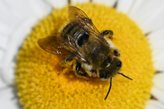 Megachile perihirta