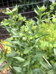 Erigeron annuus