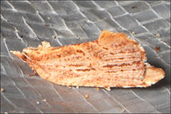 Glyphidoptera polymita