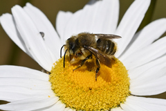 Megachile perihirta