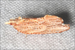 Glyphidoptera polymita