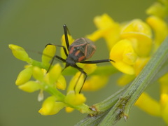 Hadrodemus noualhieri