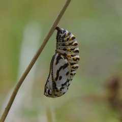 Euphydryas aurinia