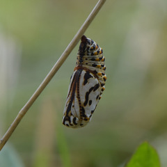 Euphydryas aurinia