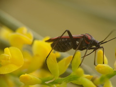 Hadrodemus noualhieri
