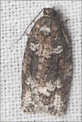 Thrincophora signigerana