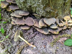 Hypholoma fasciculare