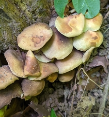 Hypholoma fasciculare