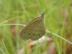 Megisto cymela cymela