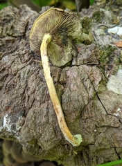 Hypholoma fasciculare