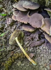 Hypholoma fasciculare