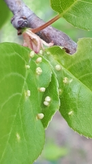 Eriophyes emarginatae