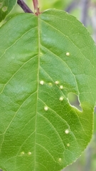 Eriophyes emarginatae