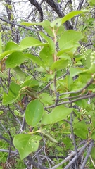 Eriophyes emarginatae