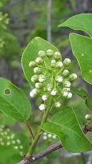 Eriophyes emarginatae