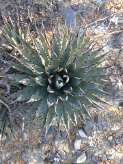 Agave macroacantha