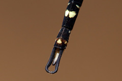 Archaeosynthemis leachii