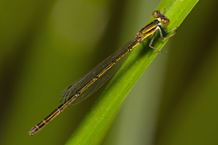 Agriocnemis rubricauda