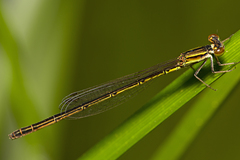 Agriocnemis rubricauda