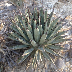 Agave macroacantha