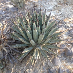 Agave macroacantha