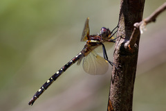 Archaeosynthemis leachii