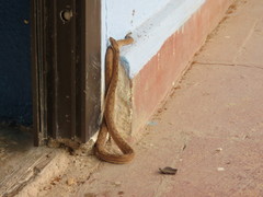 Tropidophis melanurus